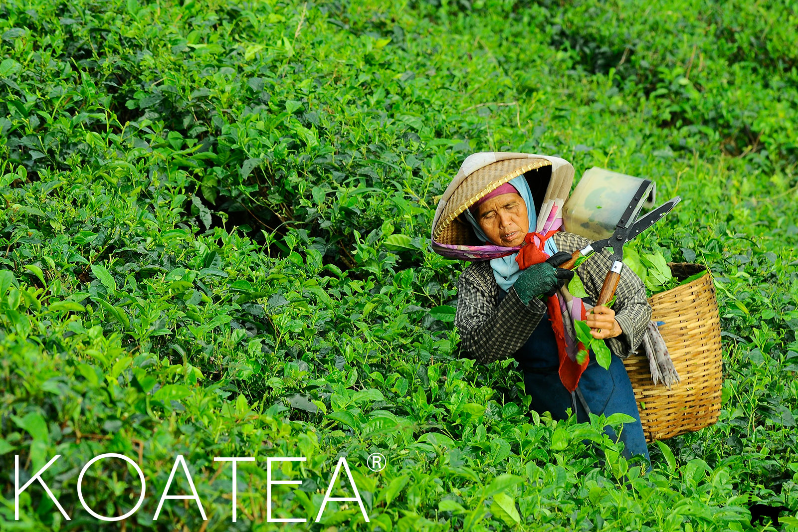 Cueilleuse traditionnelle de thé vert en Chine