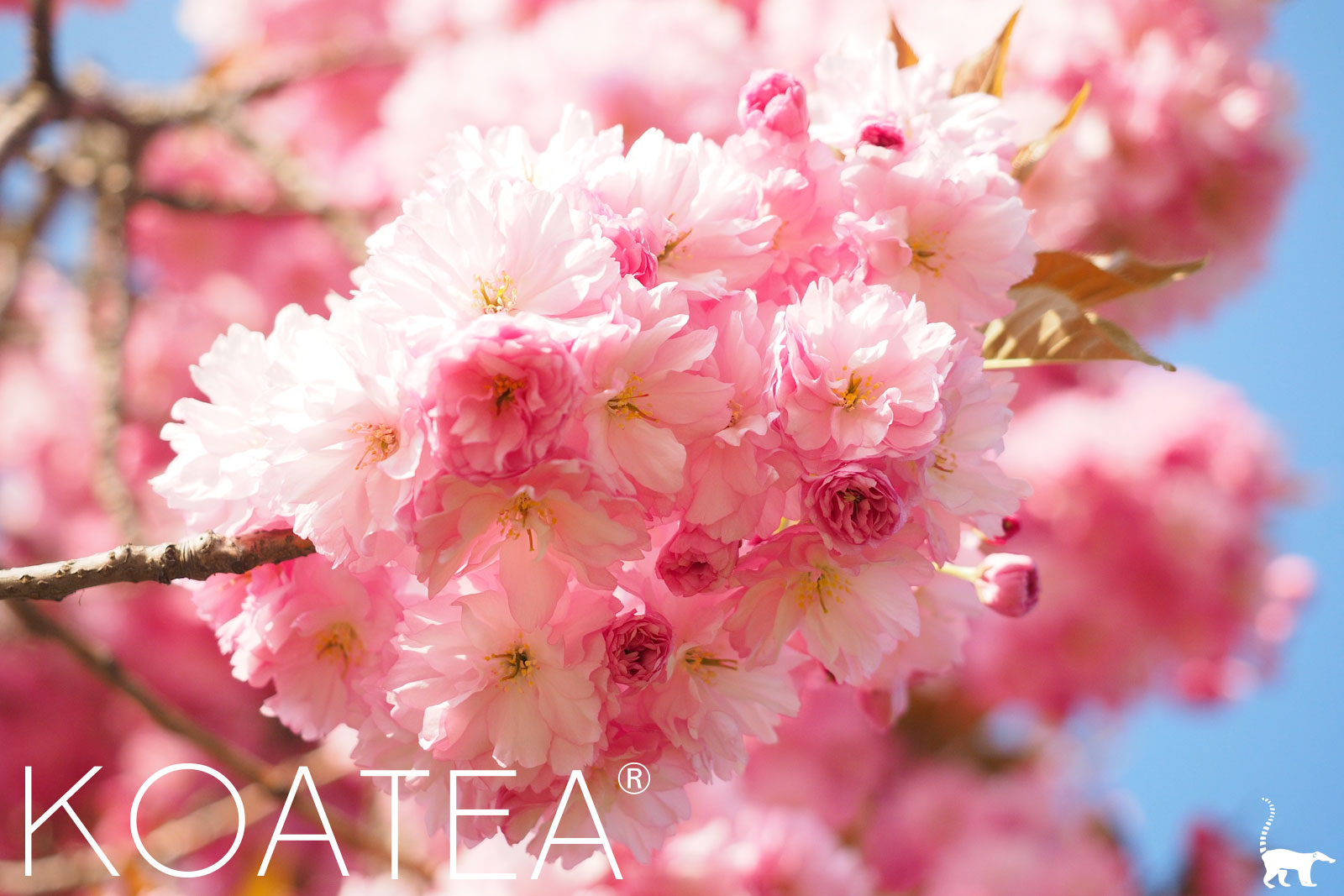  Fleurs de cerisiers japonais