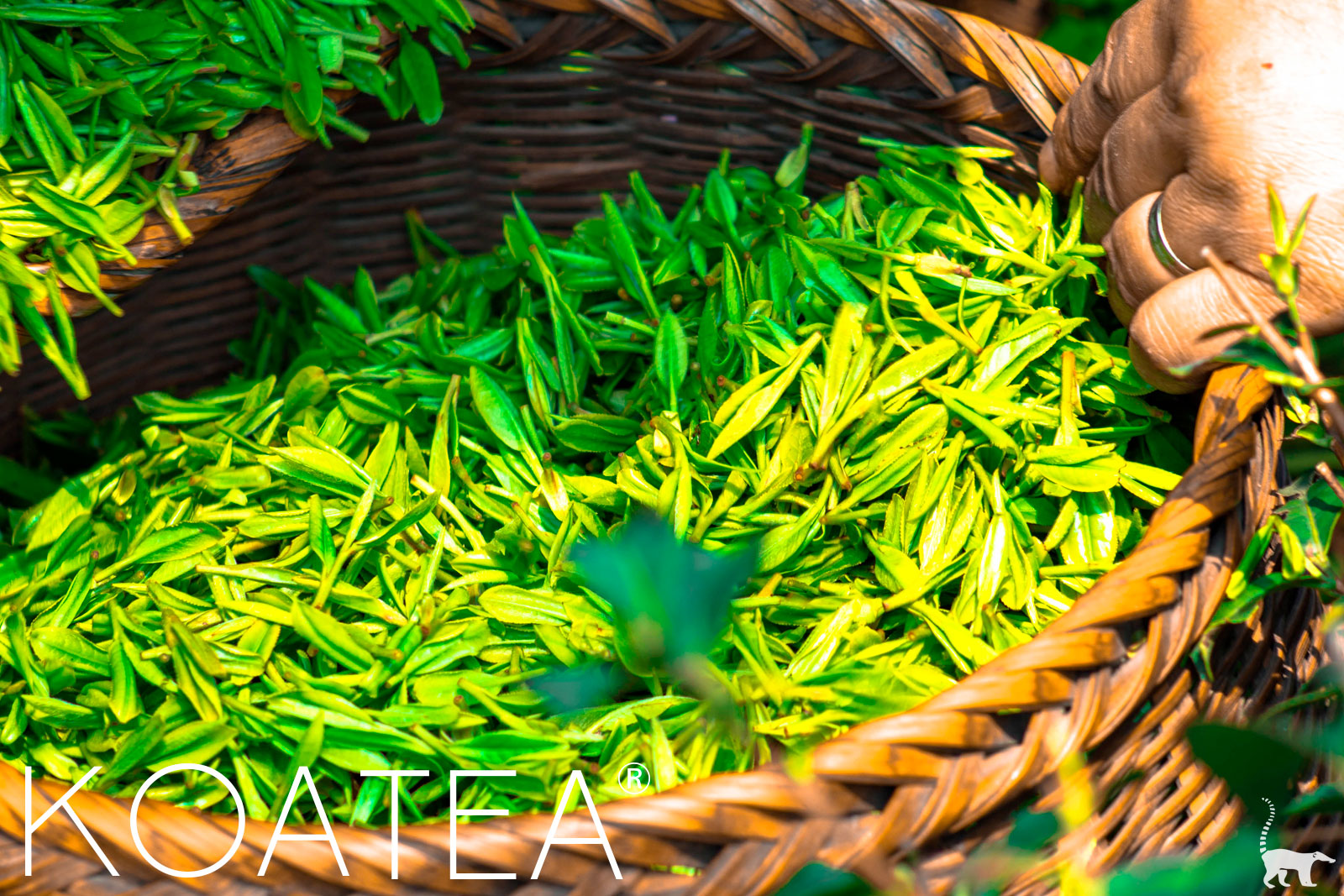 Cueillette de feuilles de thé vert